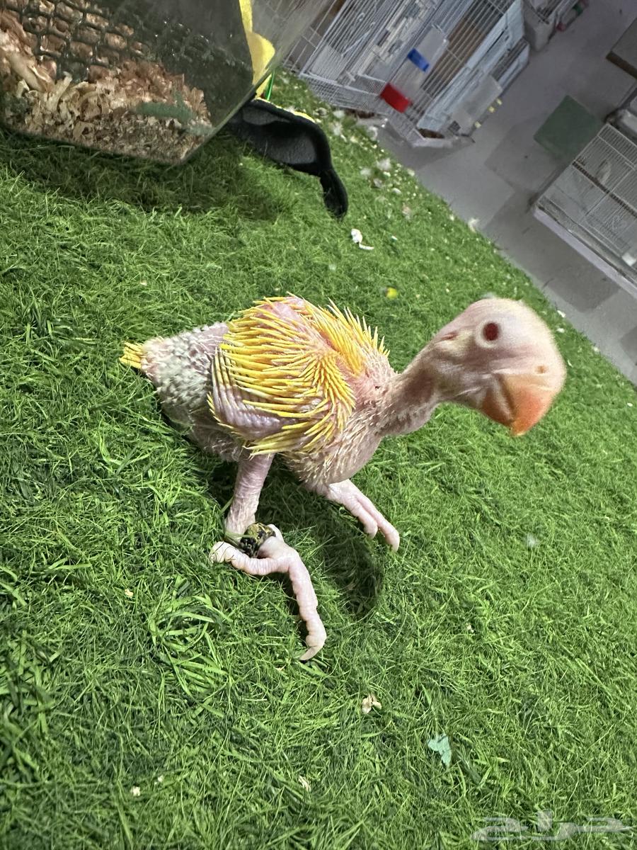 فرخ دره (تم البيع خارج الموقع )64272174194177110