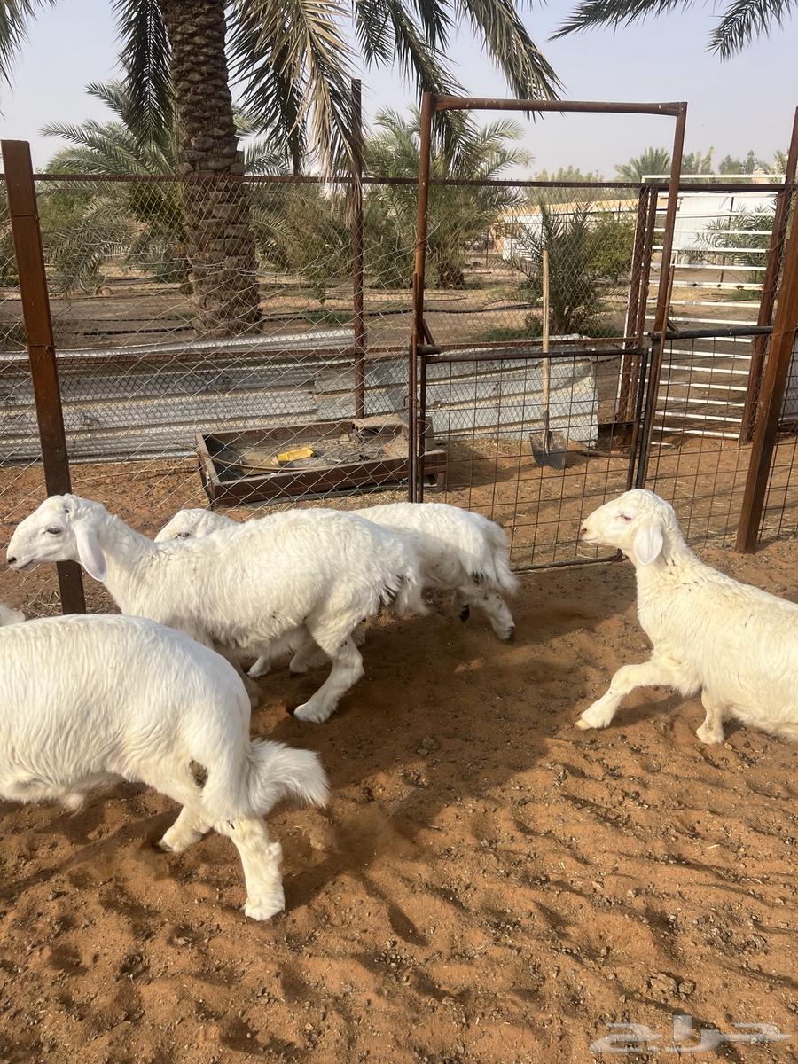 للبيع طليان حريات( تم البيع)64269207511427113