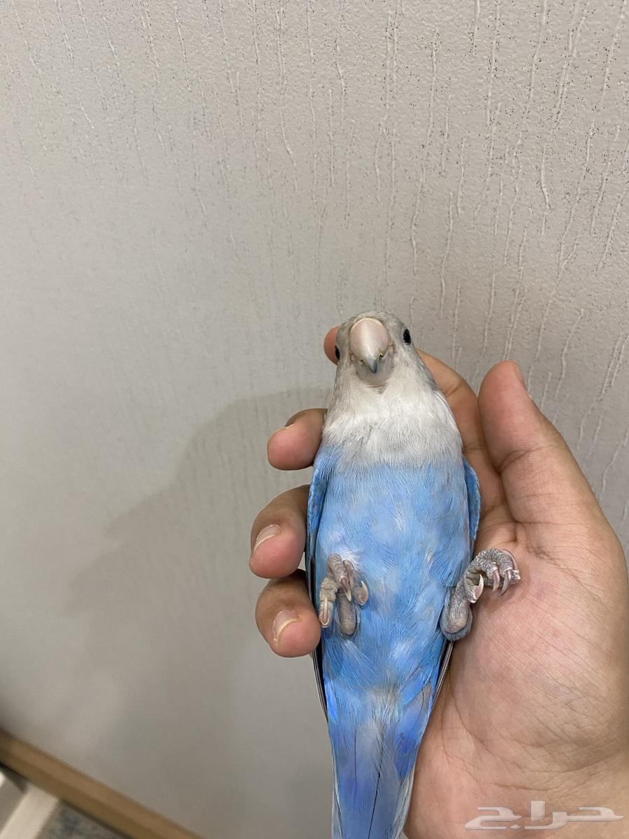 زوج روز للبيع.64273166407297110