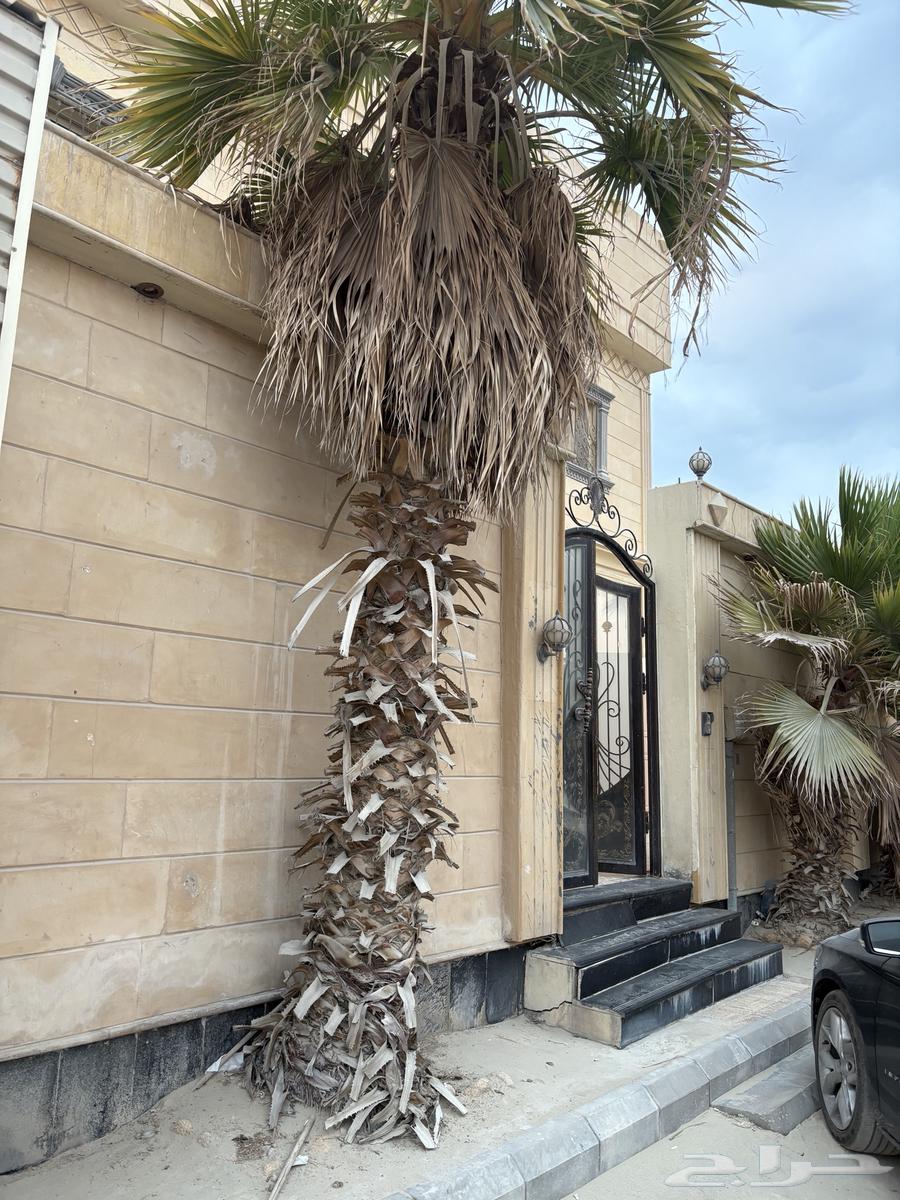 للبيع نخل 364263022667522110