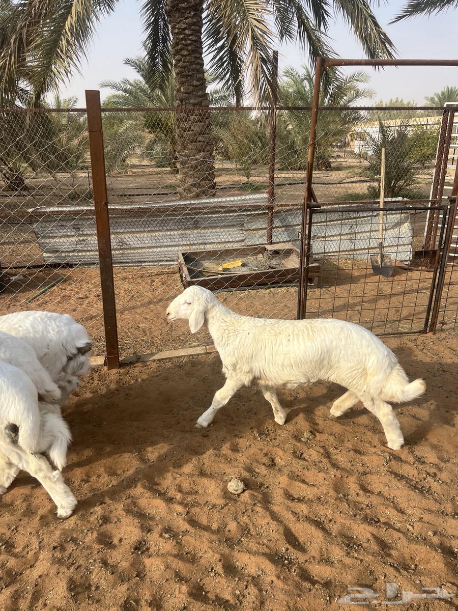 للبيع طليان حريات( تم البيع)64269207511427110