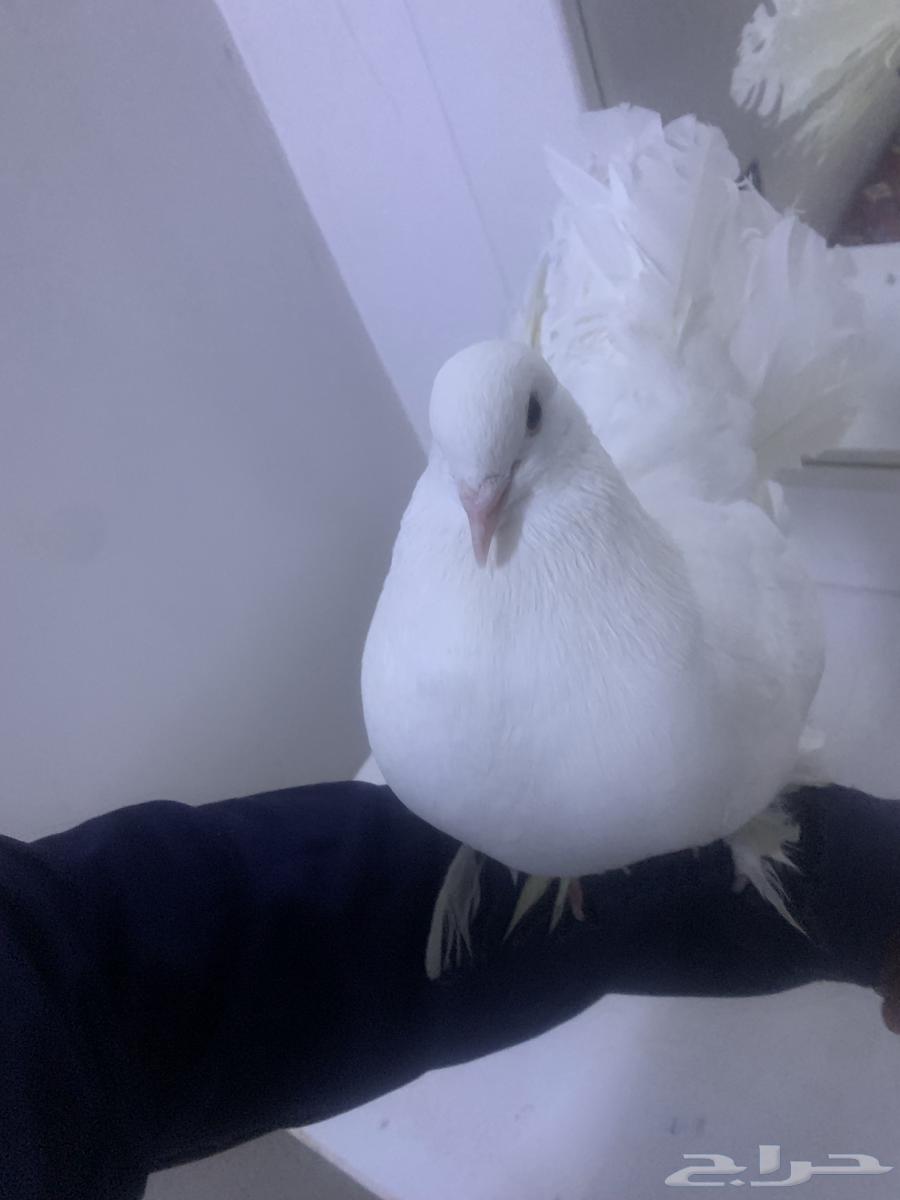 حمم بلجكي رقص64259822574722111