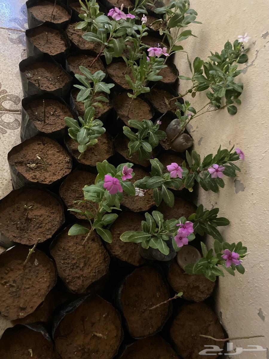 عرض على شتلات ورد البفته64259822300673111