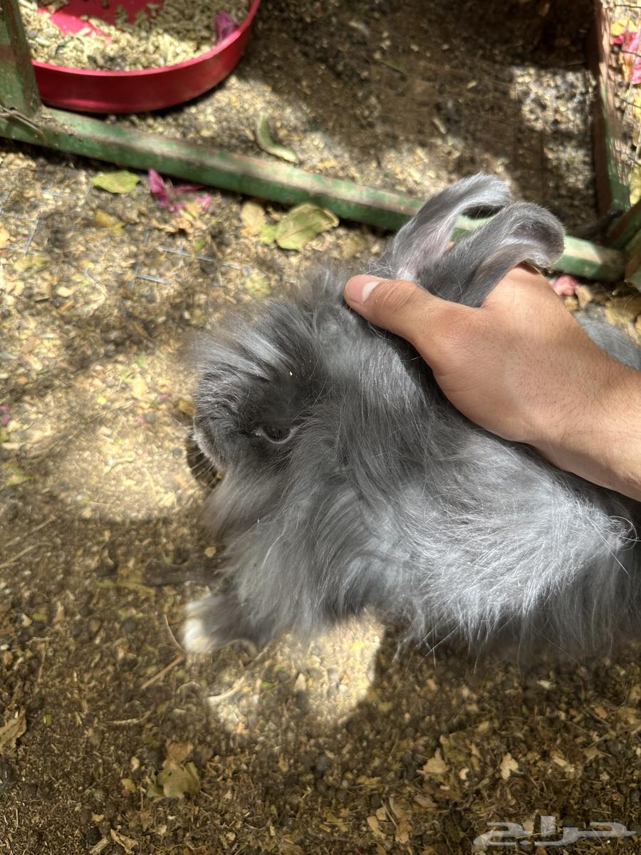 ارنب انقورا ذكر64265178868611111