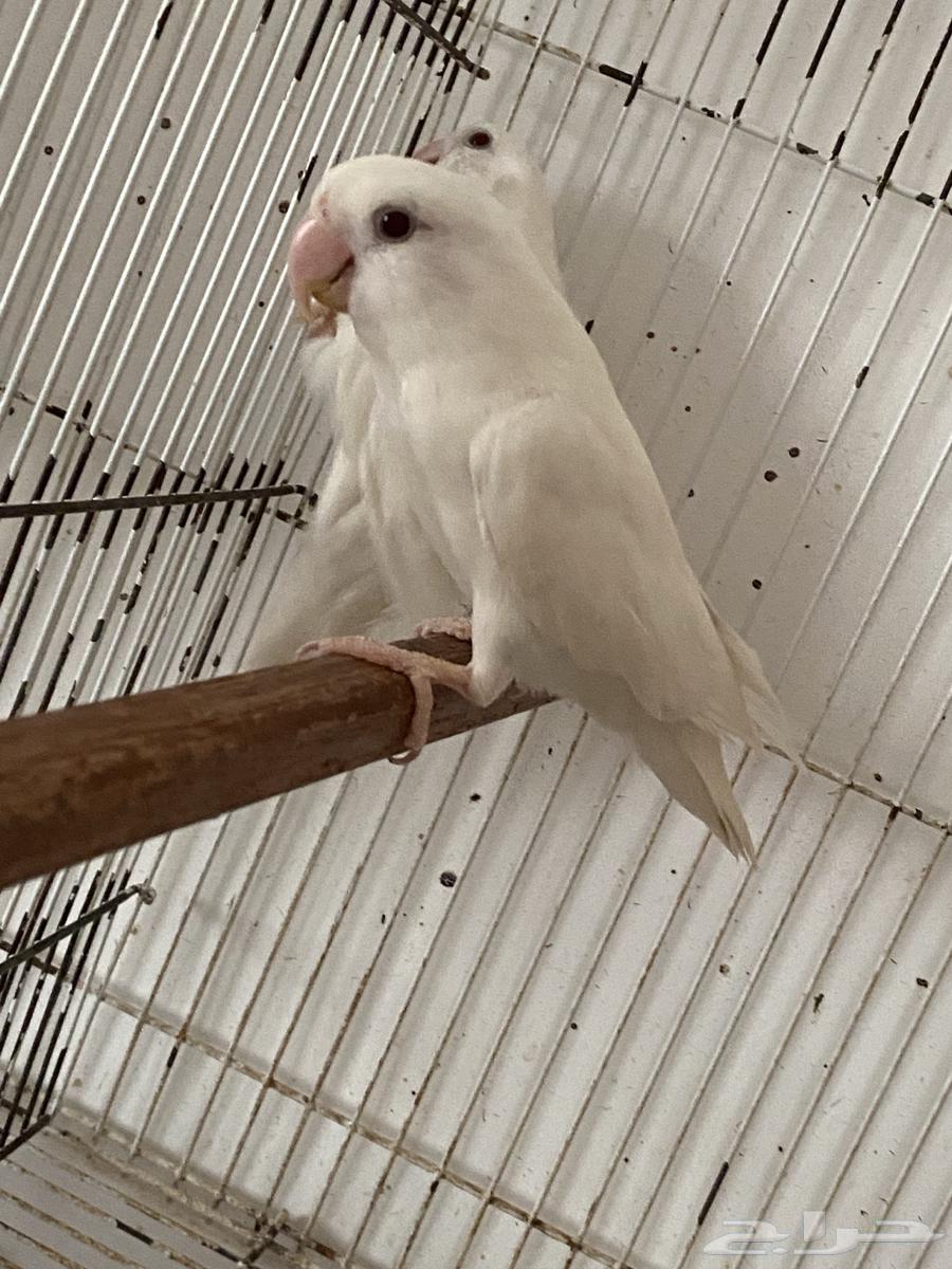 Al-Bayno Safi Rose Comb64262207750657113