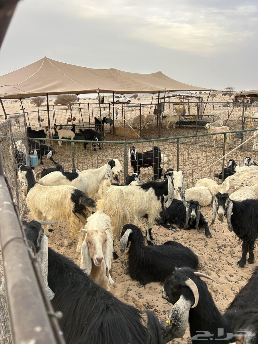 ضان ومعزاء64261372901633112