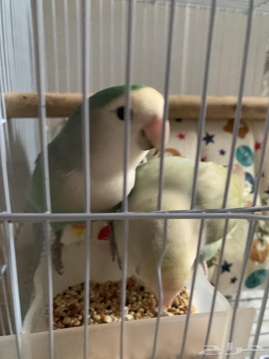 طير روز زوج ذكر وانثى64395615392258113