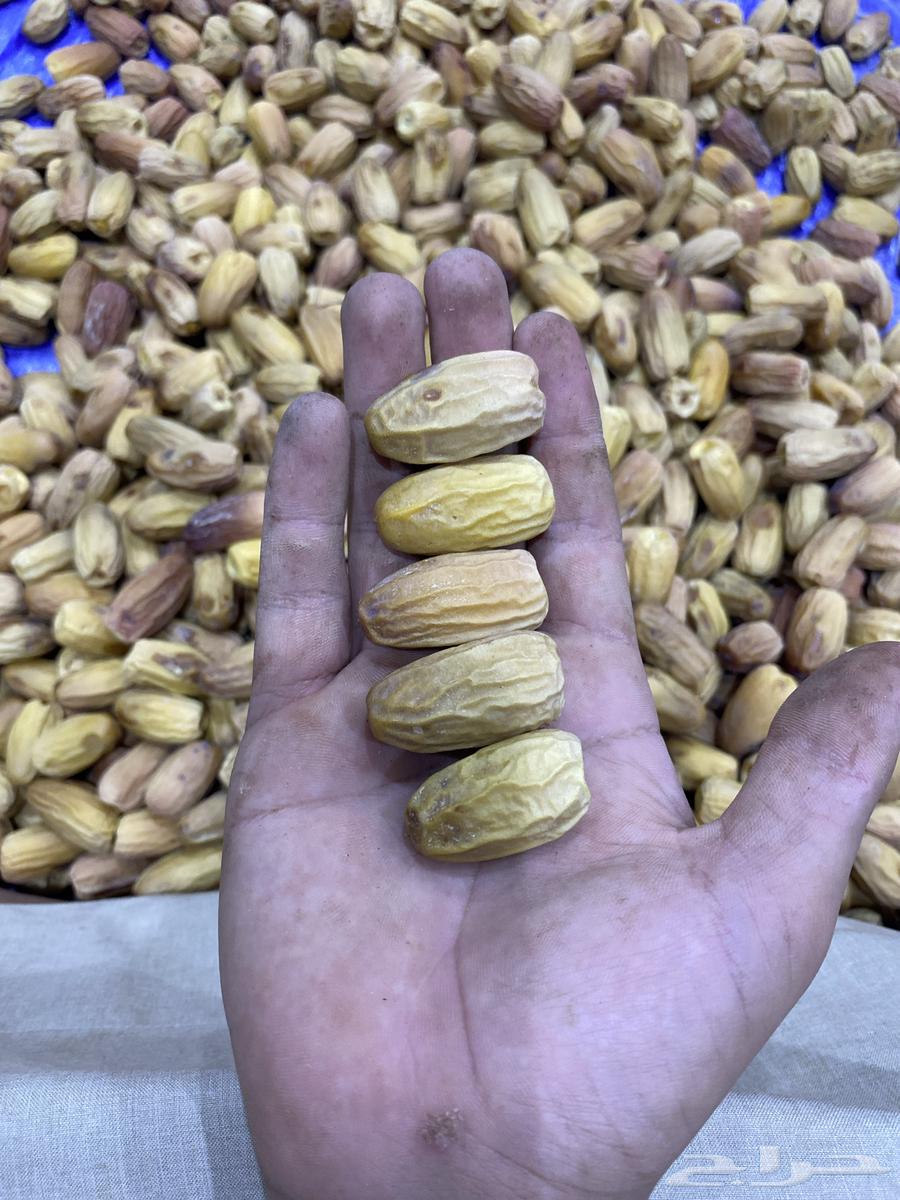 تمر بياض64273497488643113