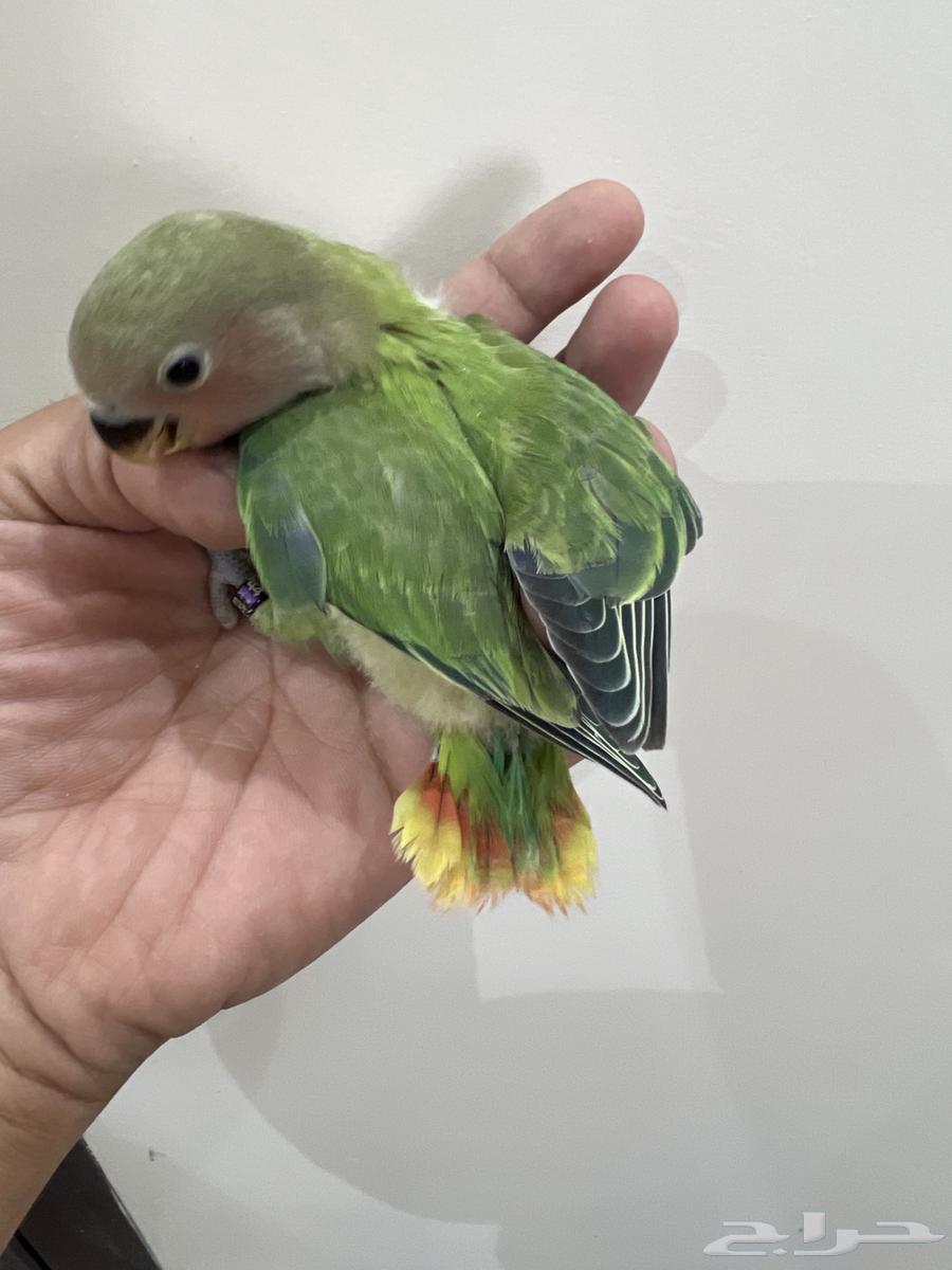 فرخ روز طفره لهواة التميز64273166310657111