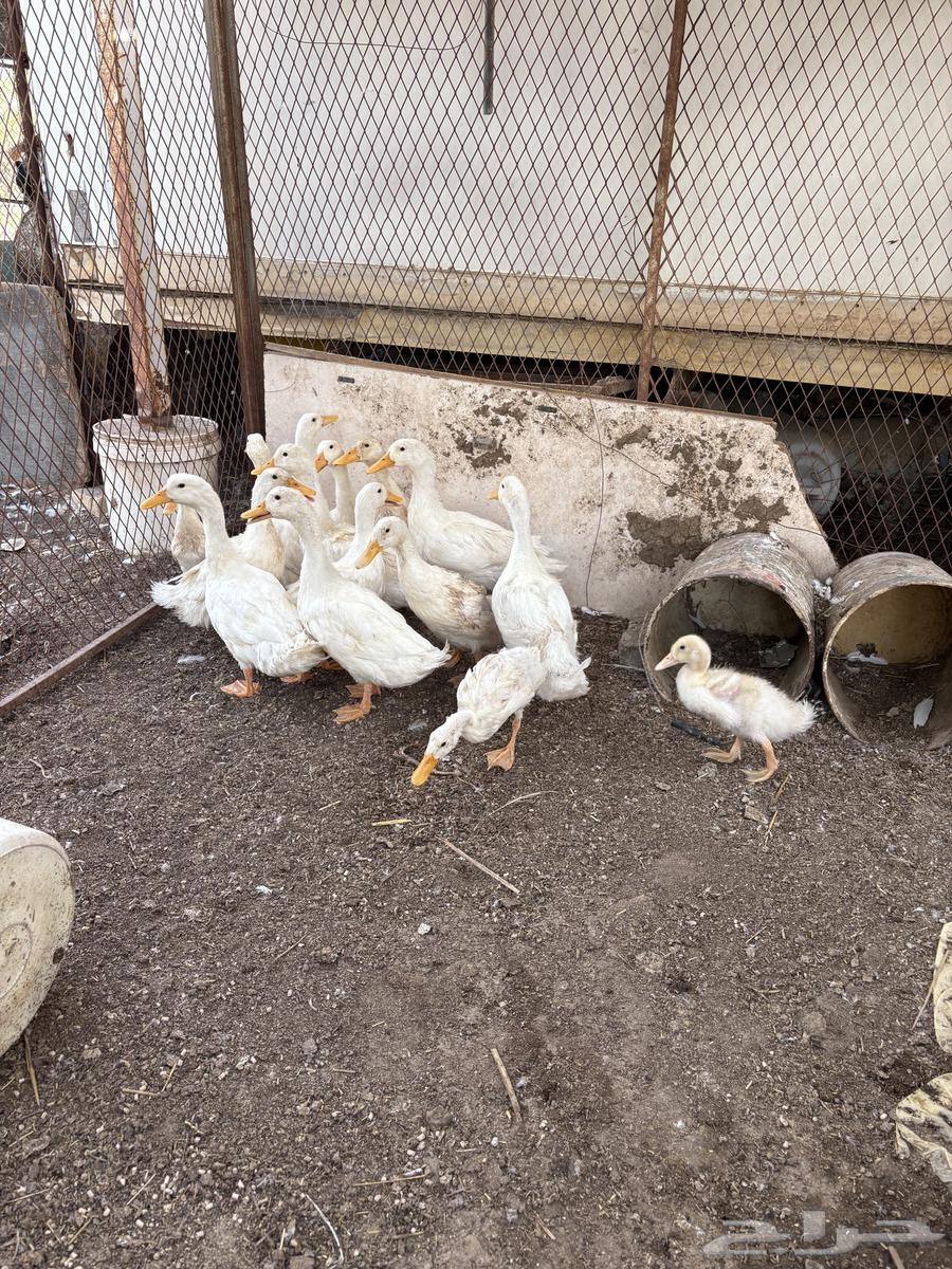 للبيع بط بكيني العدد 15 حبه64264096559746110