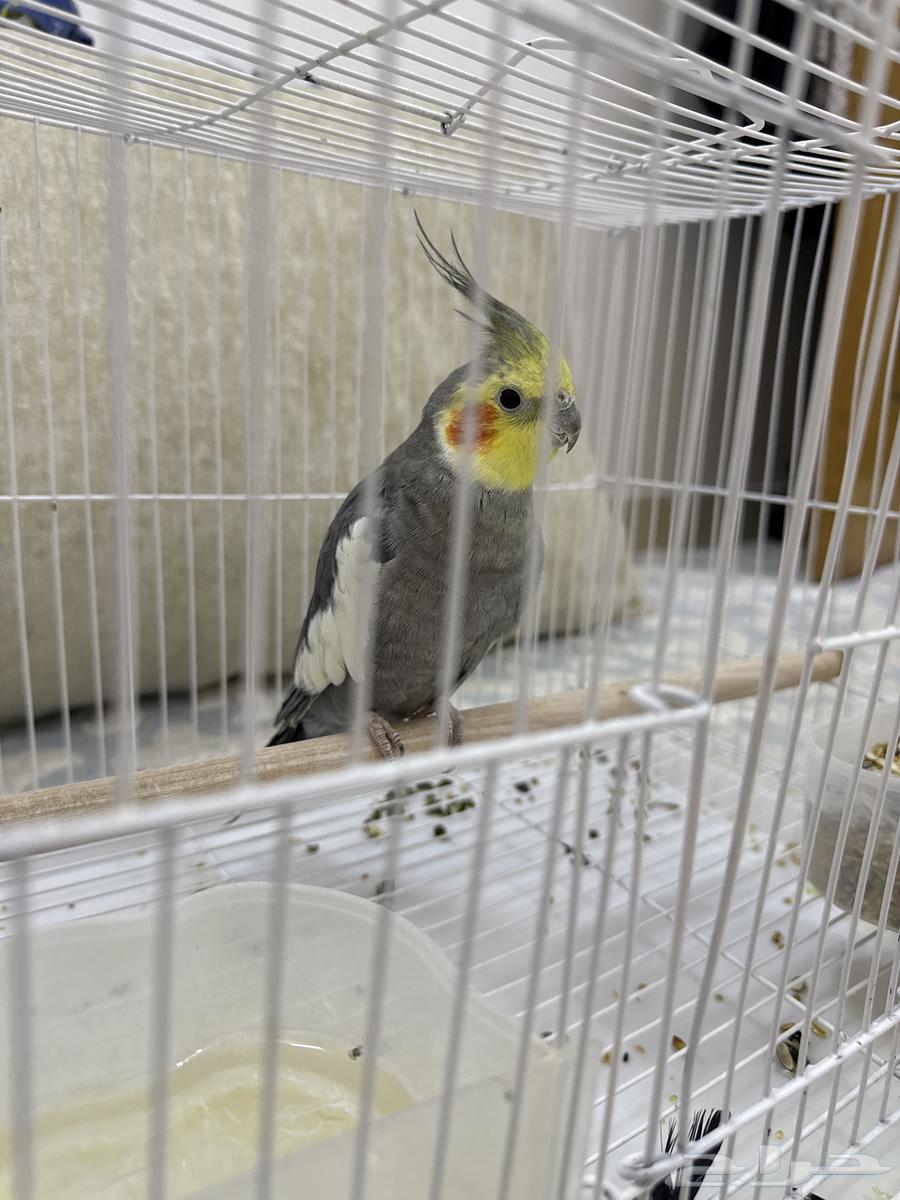 كراون للبيع64267891559555110