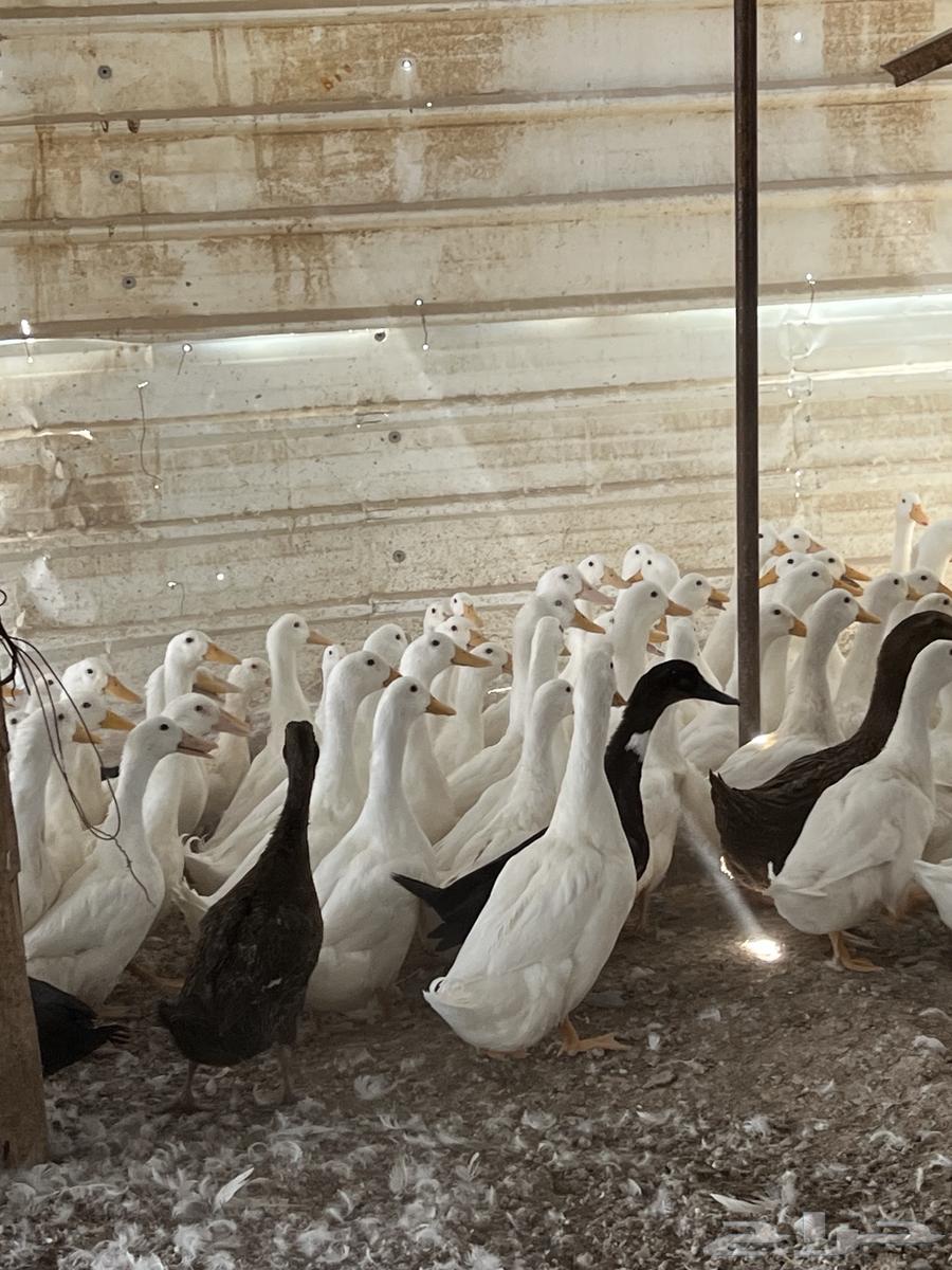 للبيع بط بكيني64257562897665112