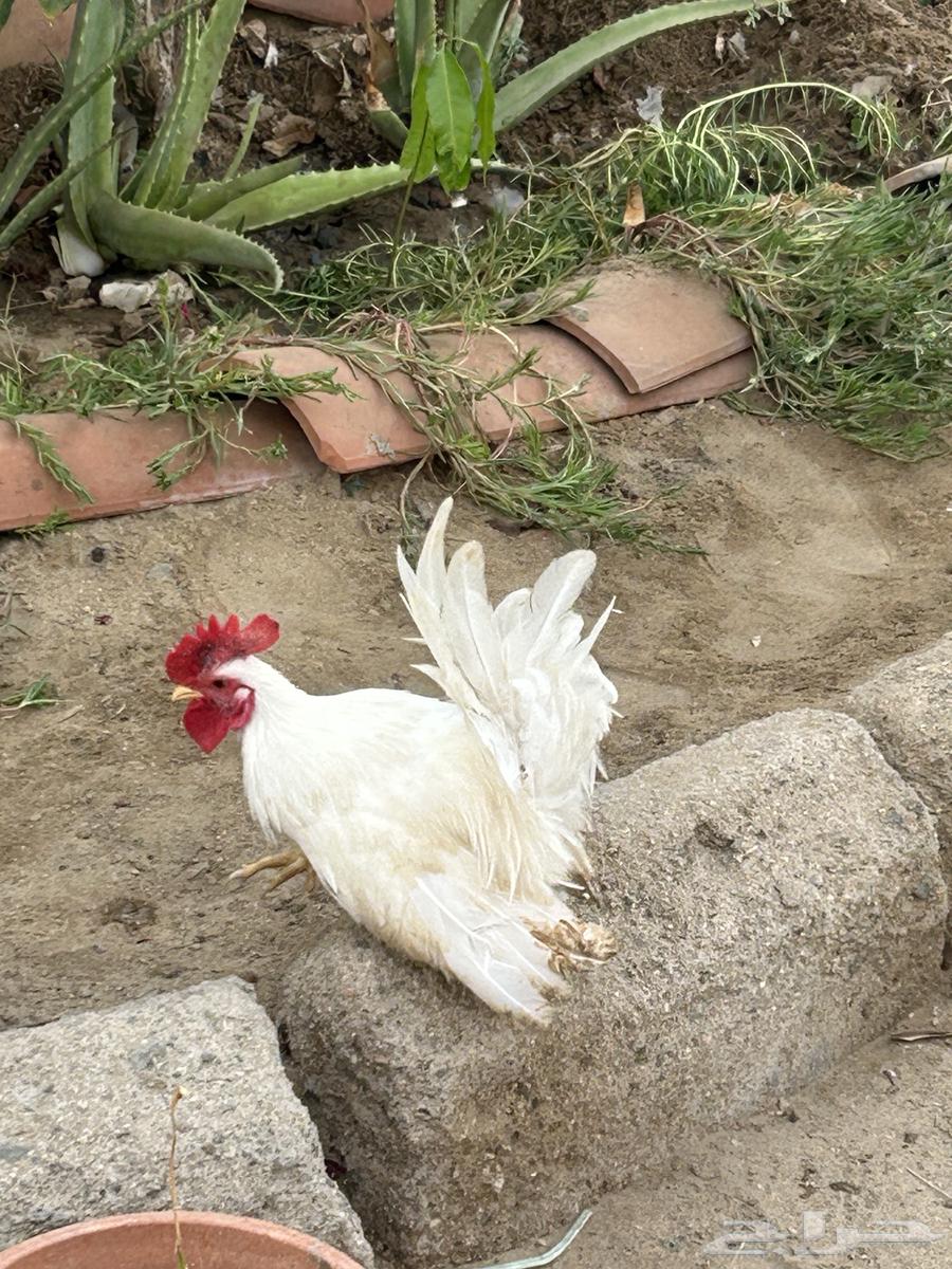 ديك جابنيز64274235867905114