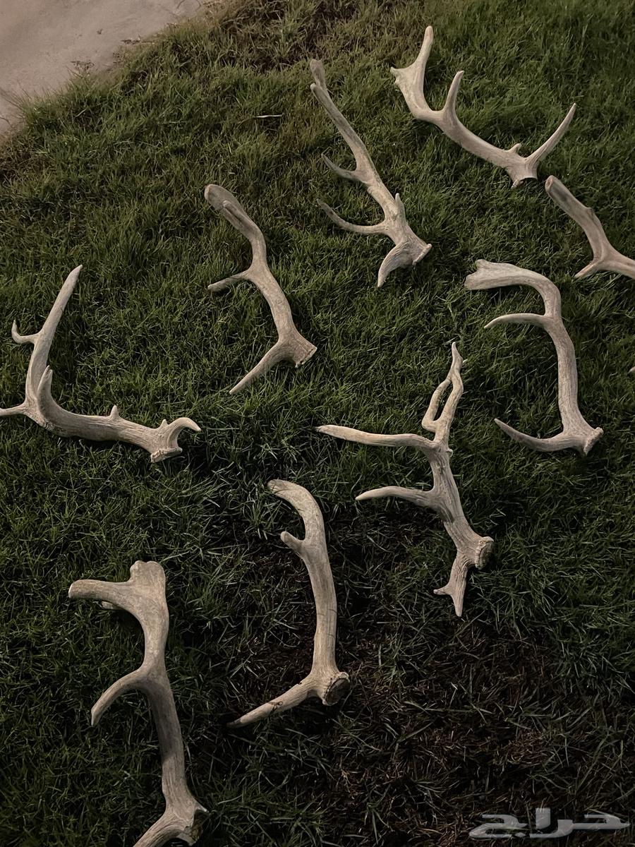 قرن غزال اوروبي64262864830849111