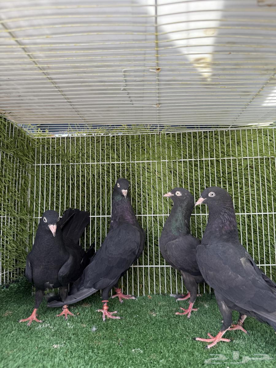 سهران بوري صك اسود64258403890305113