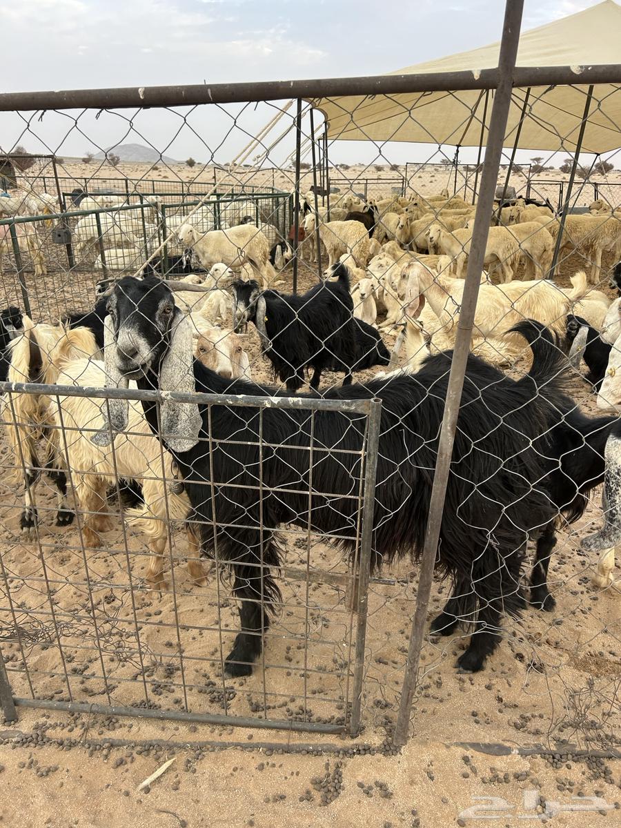 ضان ومعزاء64261372901633110