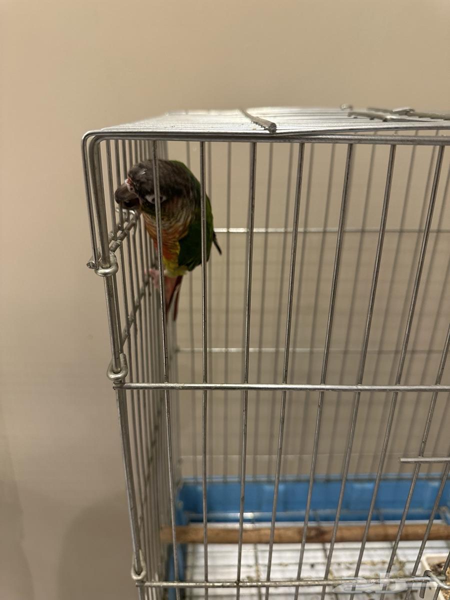 كنيور يلو سايد64256924350722113