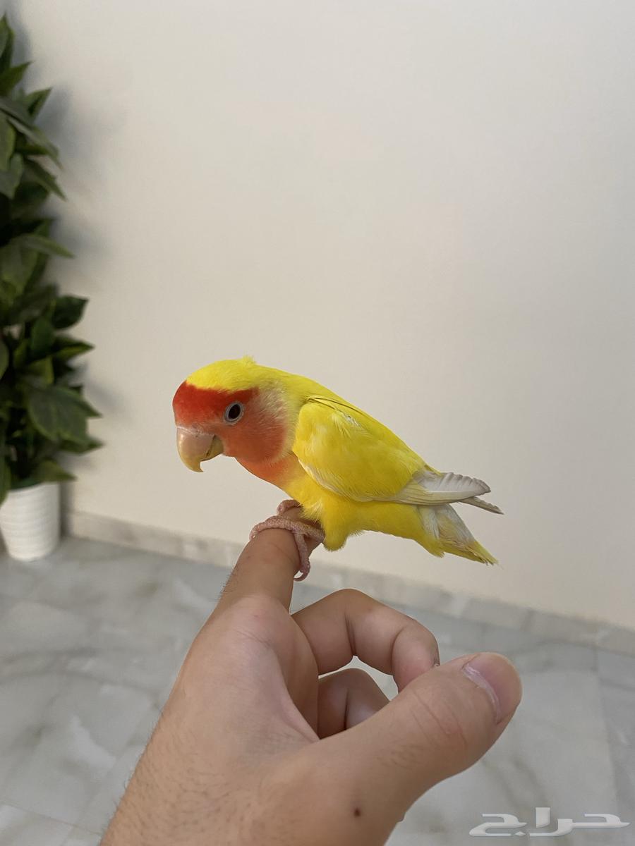 طير روز للبيع64251879451395112