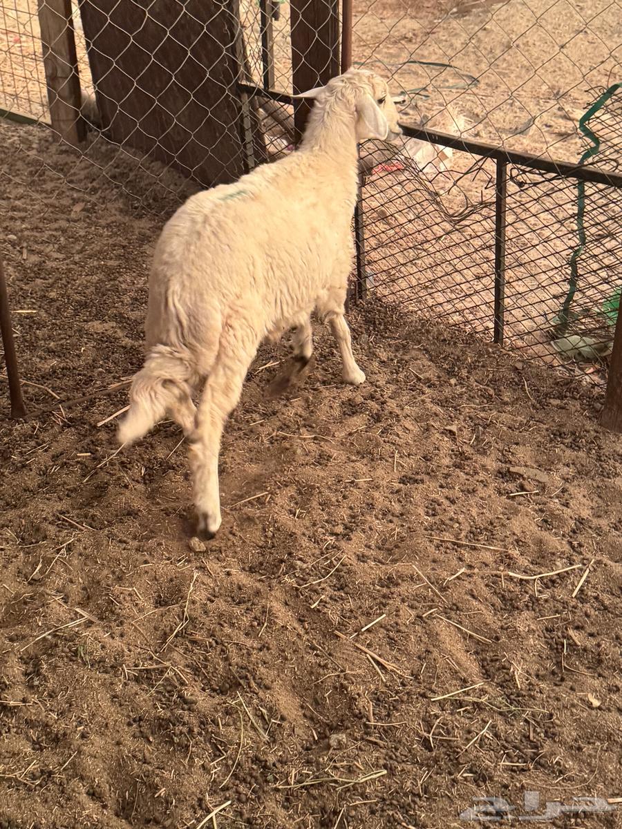 طلي حري تم البيع64267039399425110