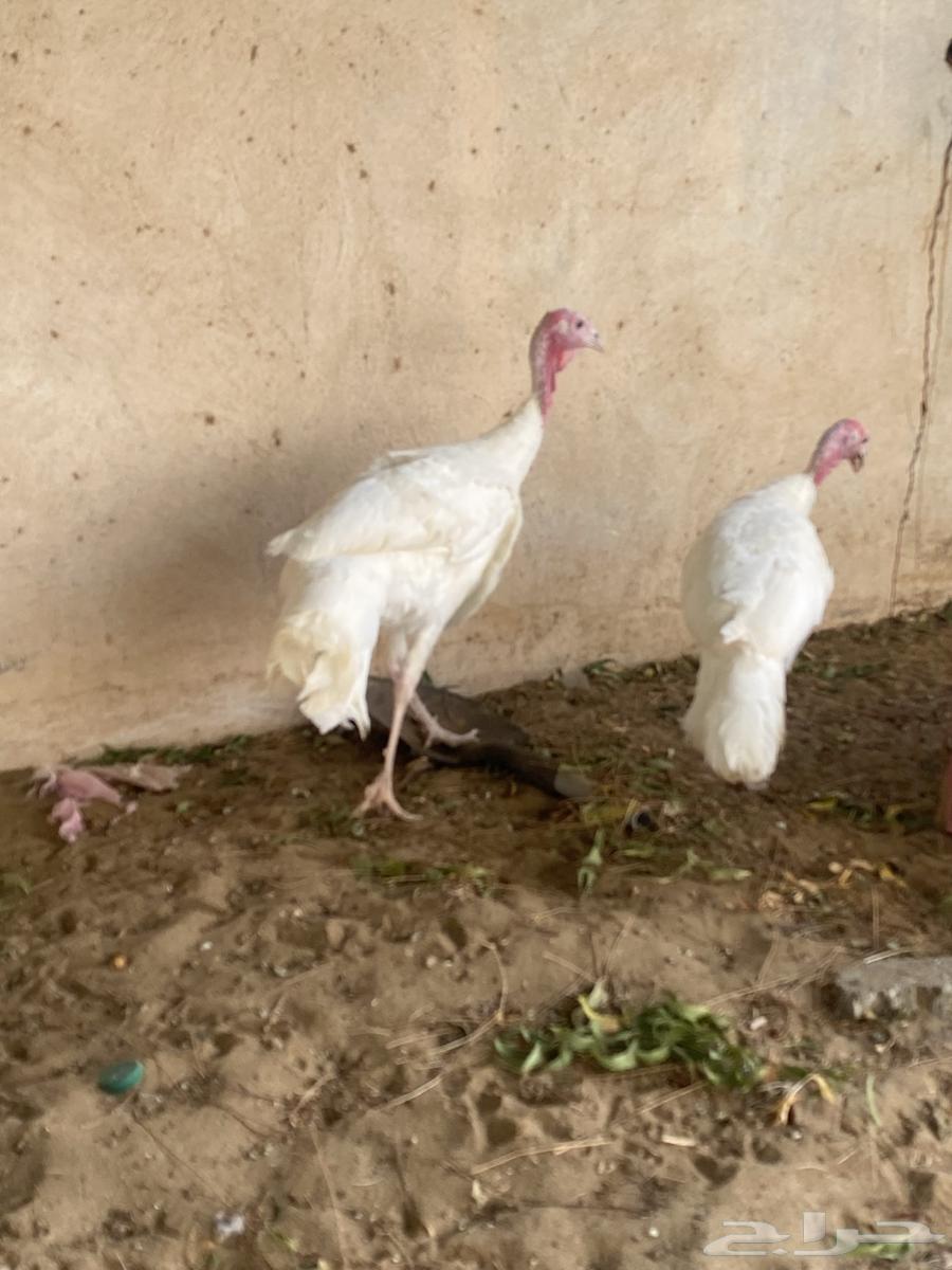 زوج رومي منتج64258390573313112