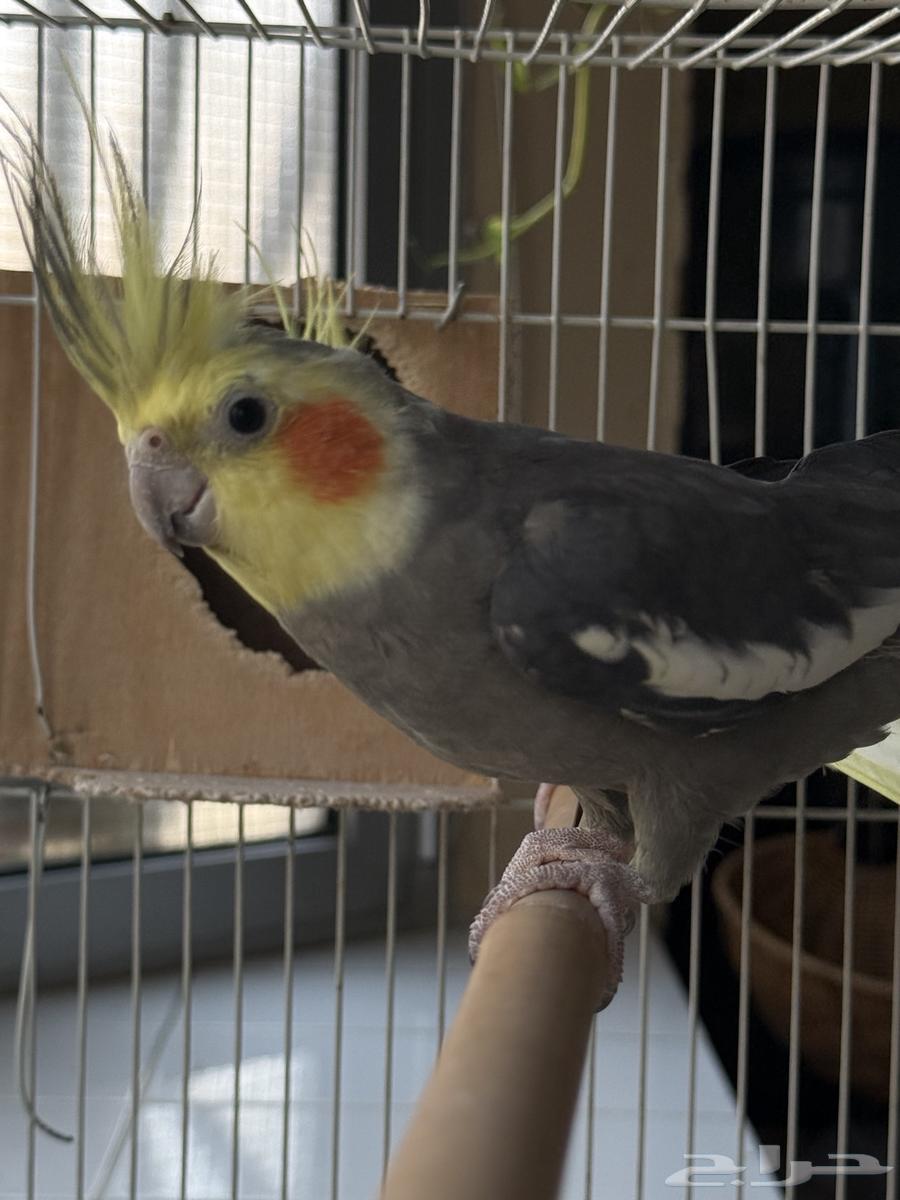 كروان ذكر للبيع64261346164483111