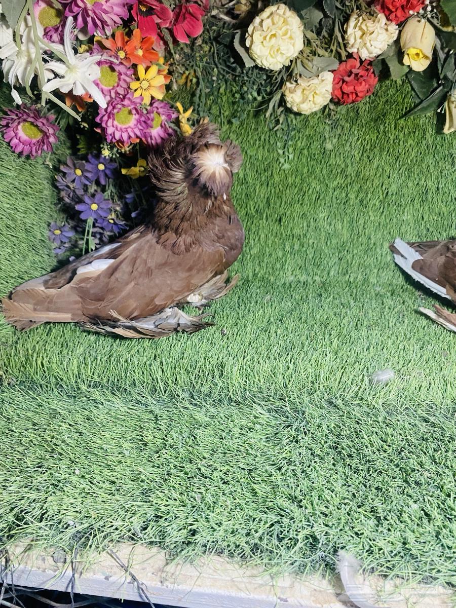 For sale, a pair of productive budgerigars64260800890369112