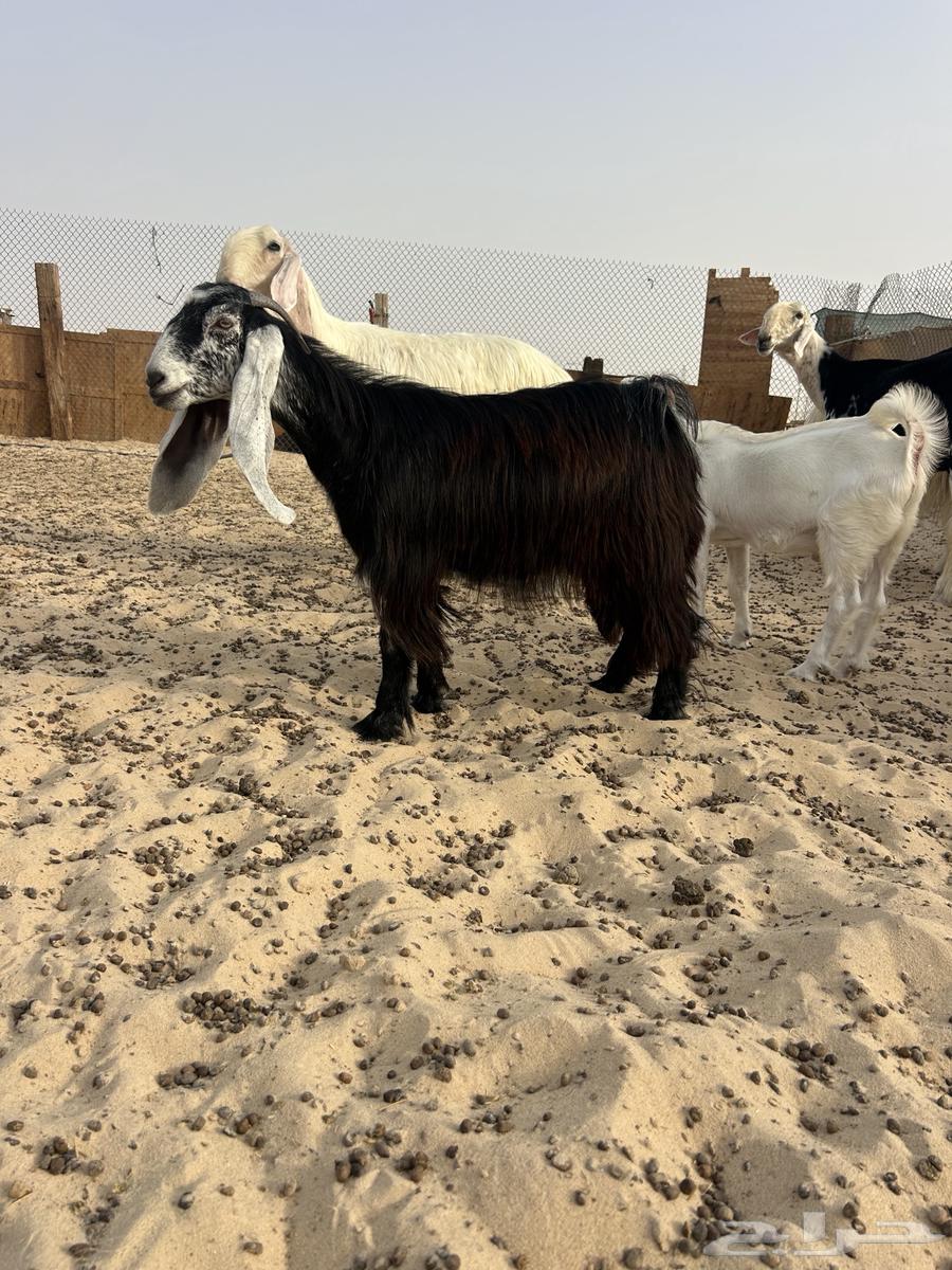 Discount Offer64261714354691110