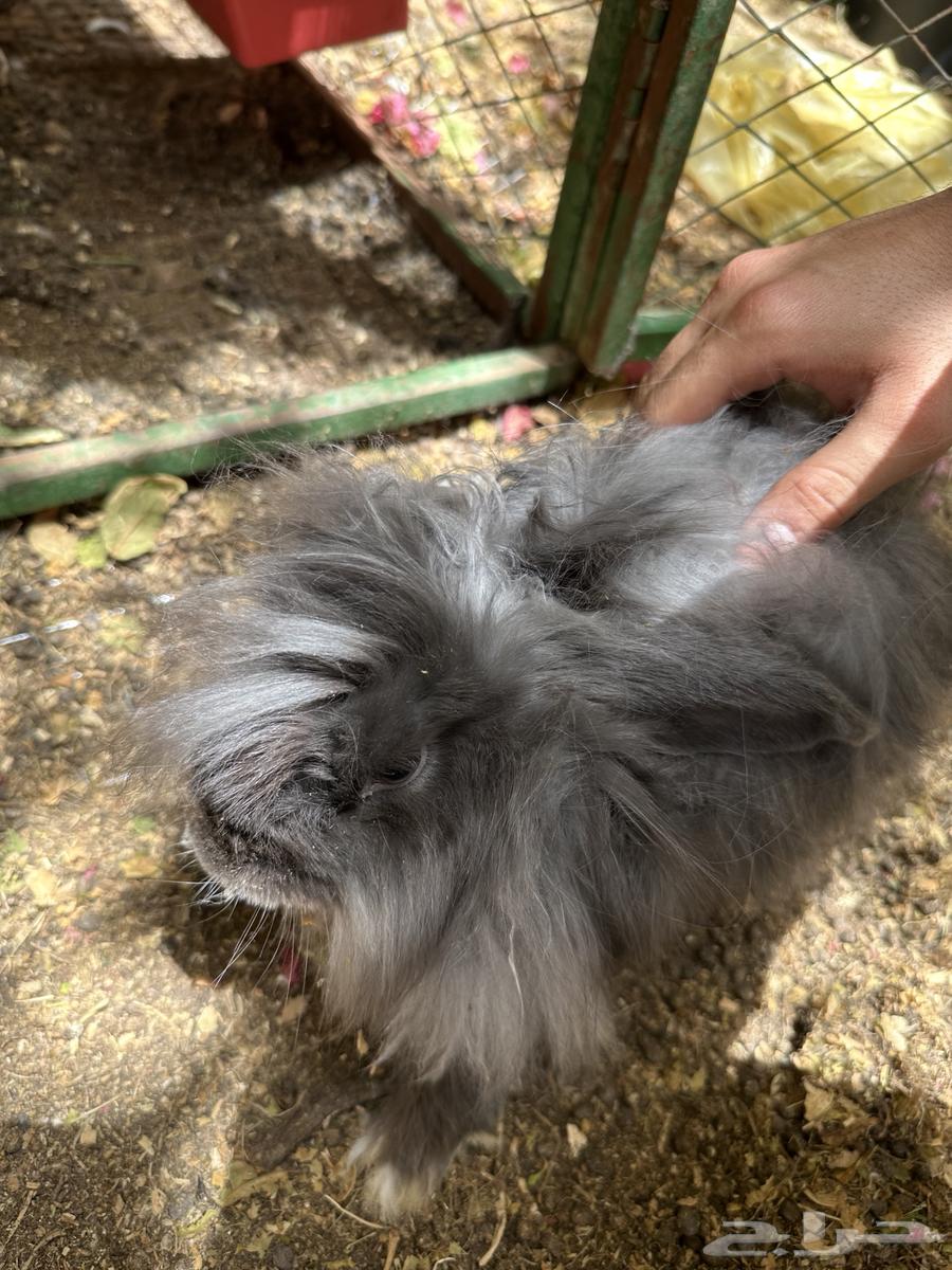 ارنب انقورا ذكر64265178868611113