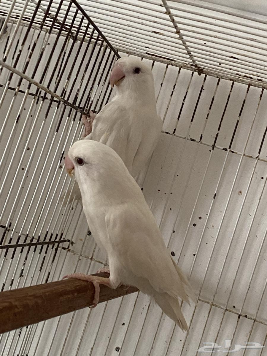 Al-Bayno Safi Rose Comb64262207750657114