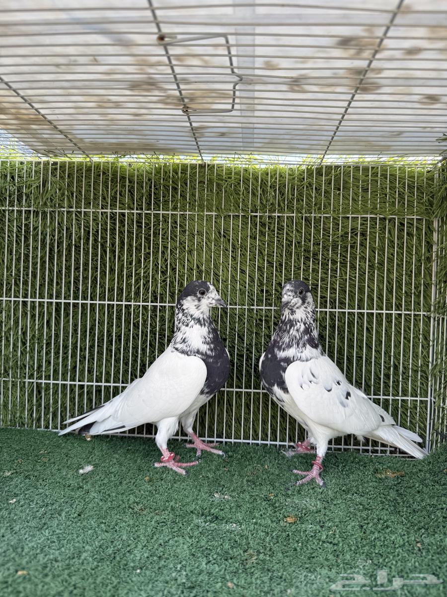 زوج حمام بانتيز64272664587907113