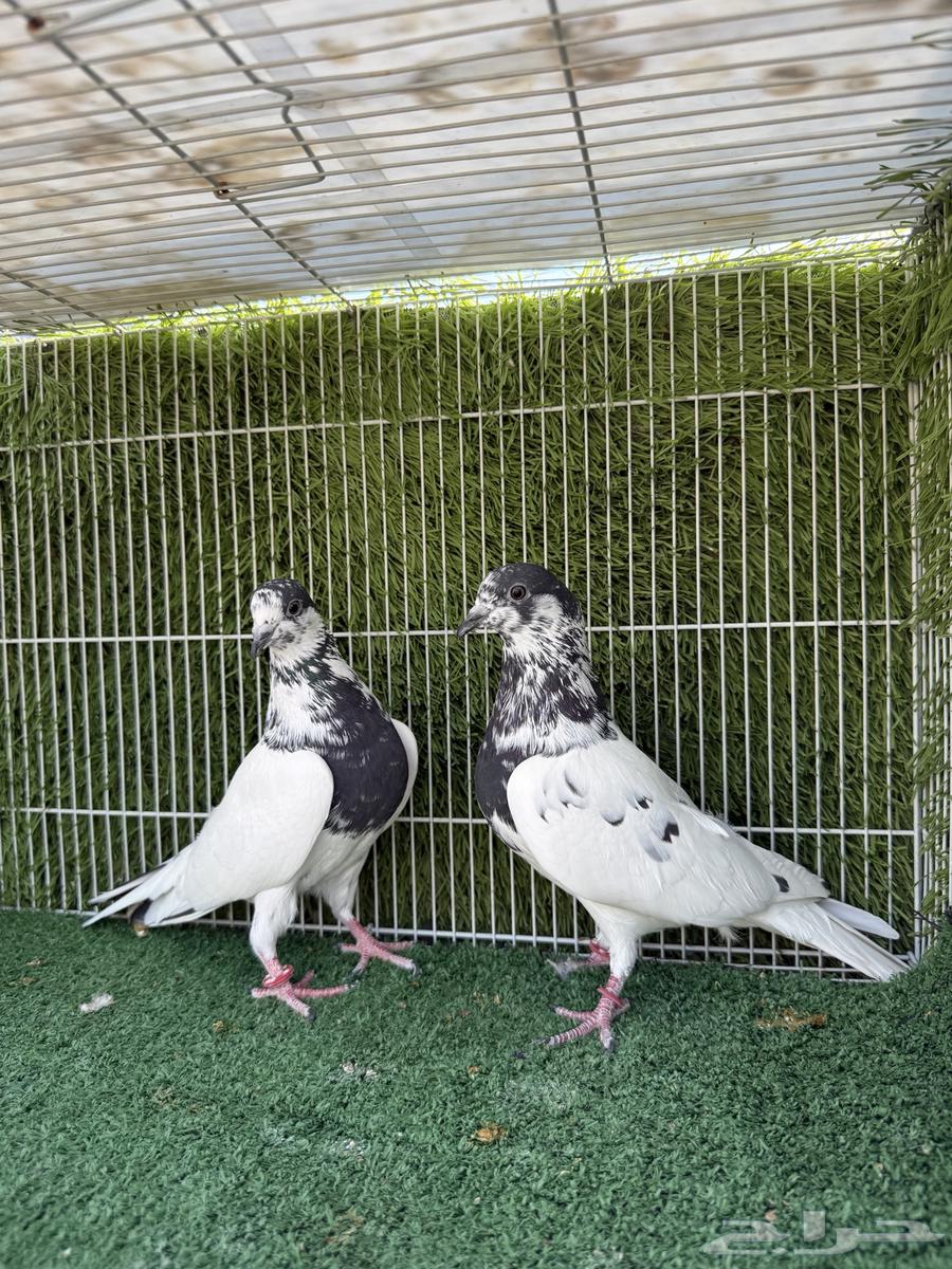 زوج حمام بانتيز64272664587907111