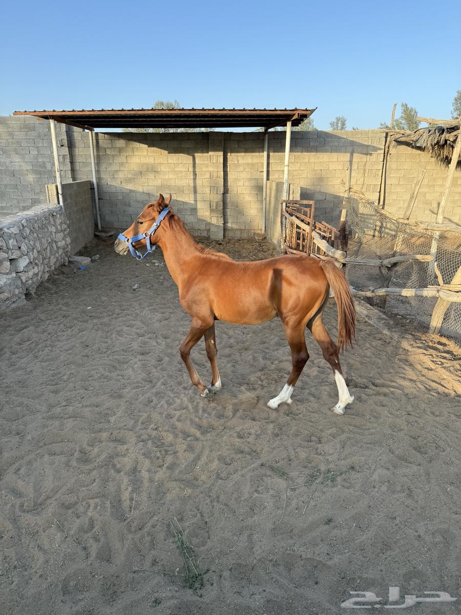 مهر شعبي للبيع اقبل الاقساط64264453434755111