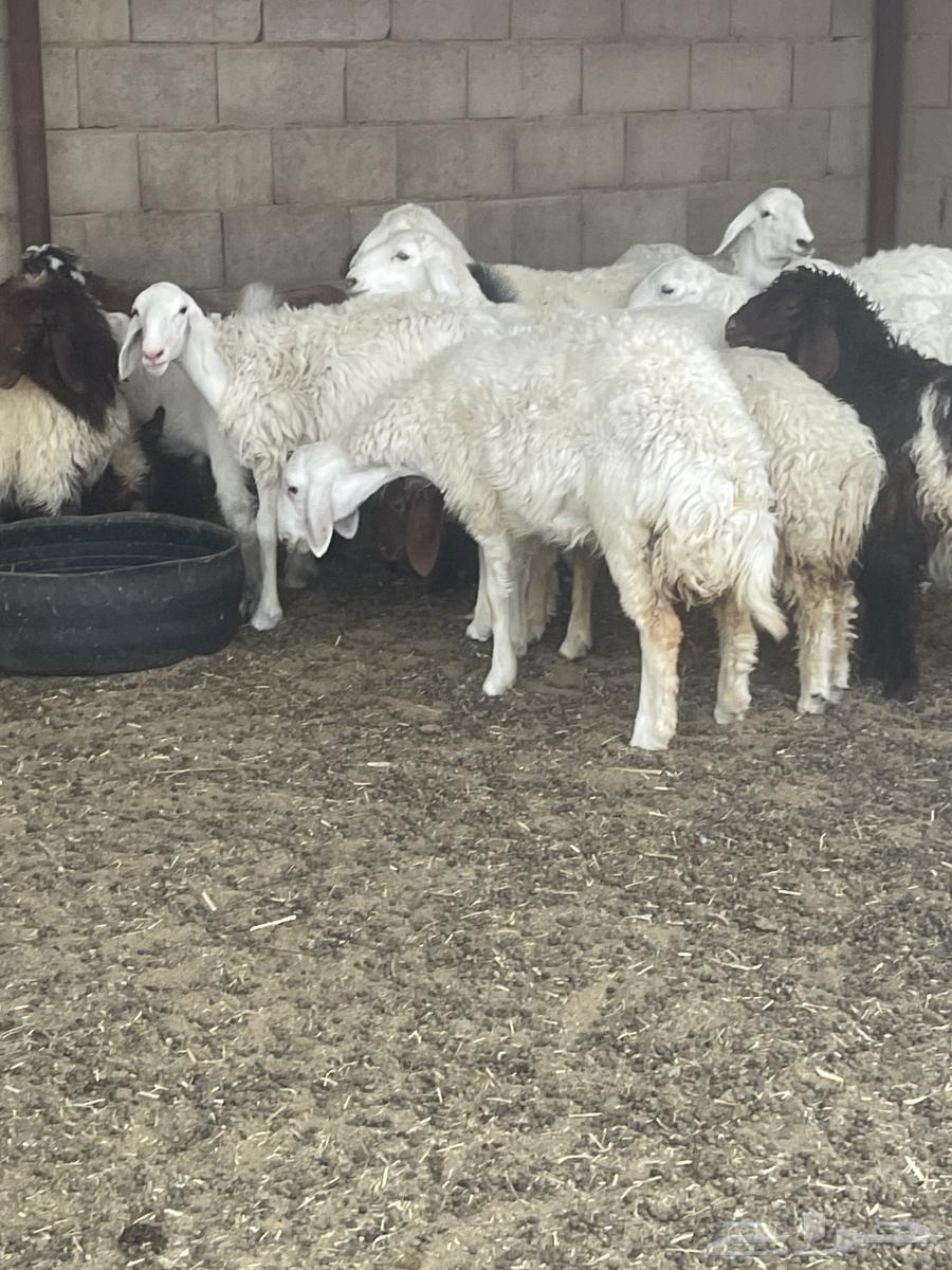 There are slaughtered sheep64260055883139113