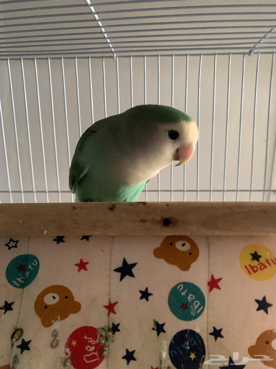 طير روز زوج ذكر وانثى64395615392258111