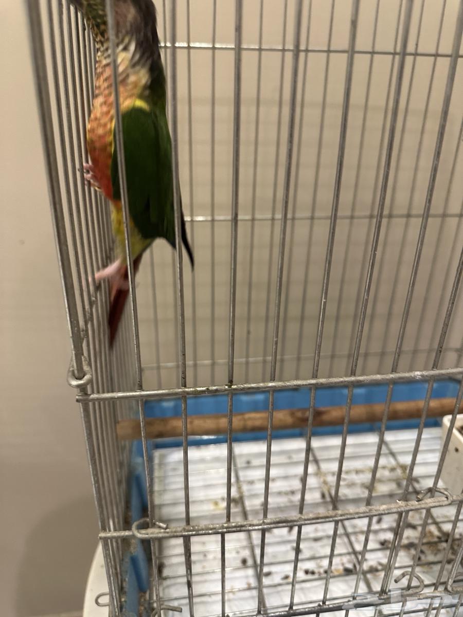 كنيور يلو سايد64256924350722111