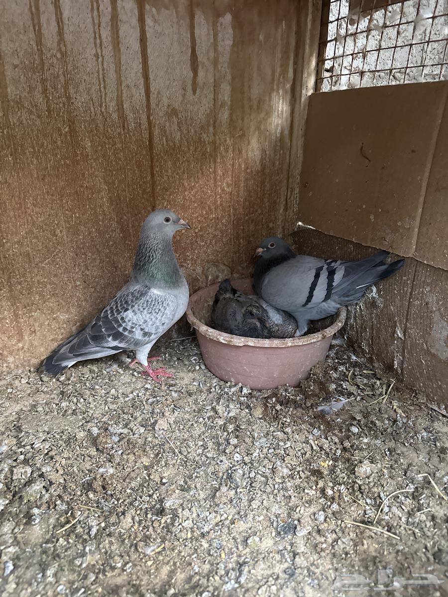 حمام زاجل سباق طبات واجور منتجه64272161402497114