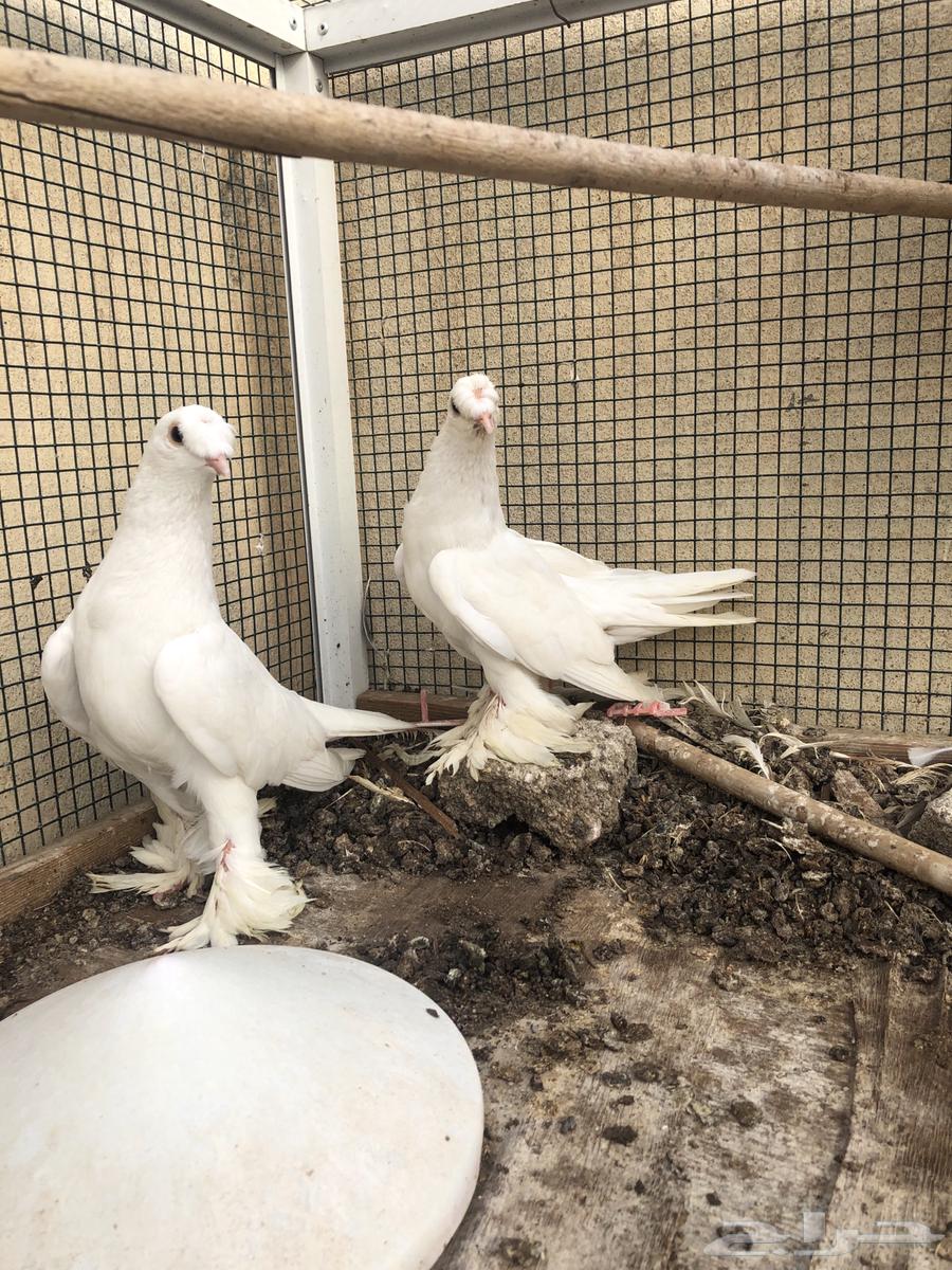 حمام لبناني وتركي للبيع64262349443202110