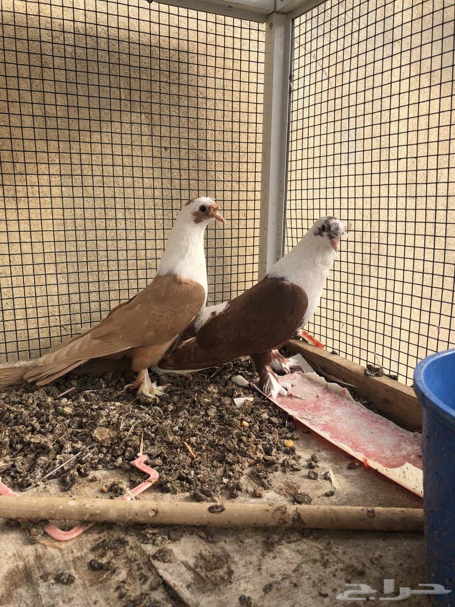 حمام لبناني وتركي للبيع64262349443202114