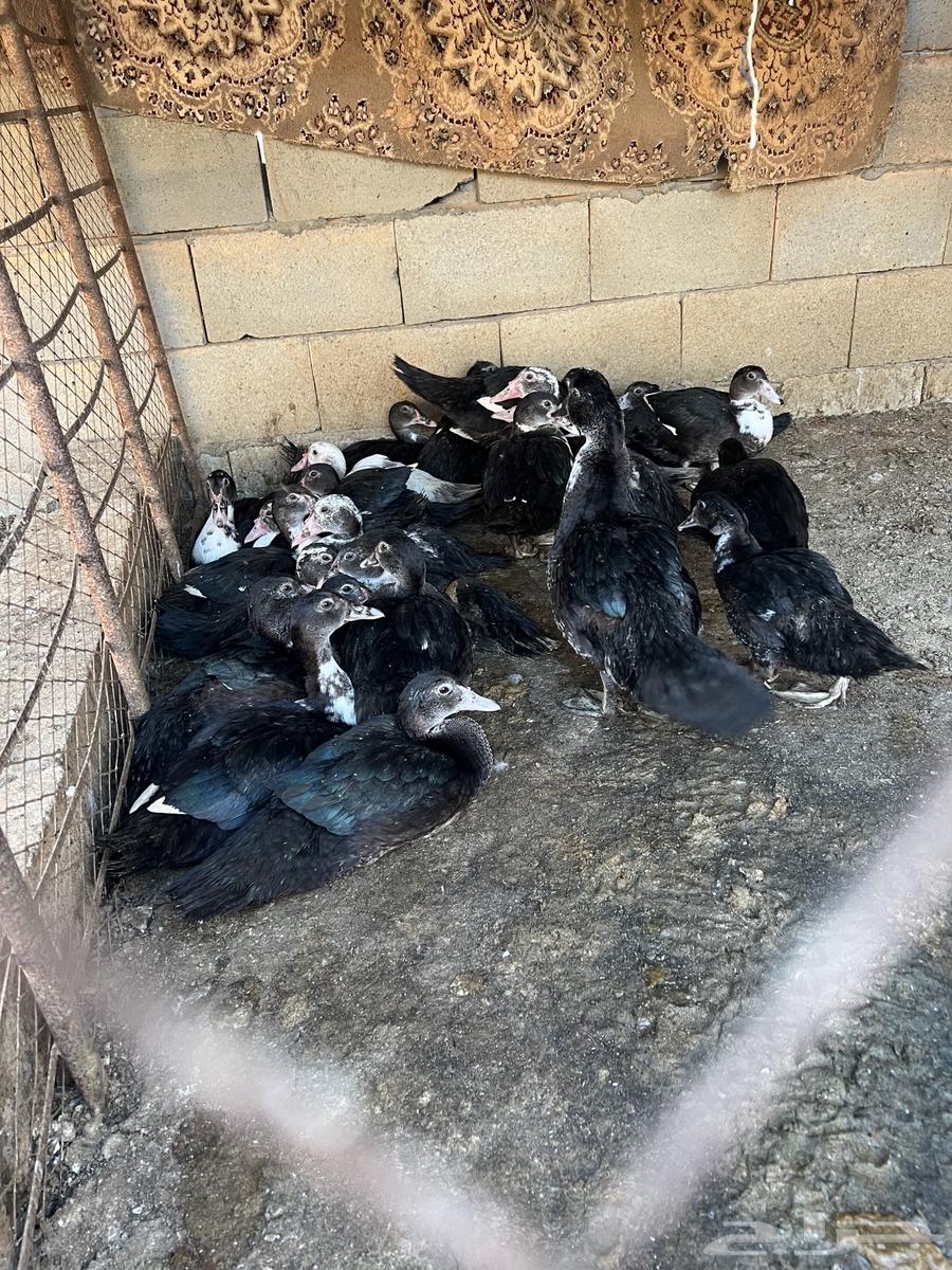 فروخ بط مصري العمر شهرين وعليها الصحه شرط64274588474115110