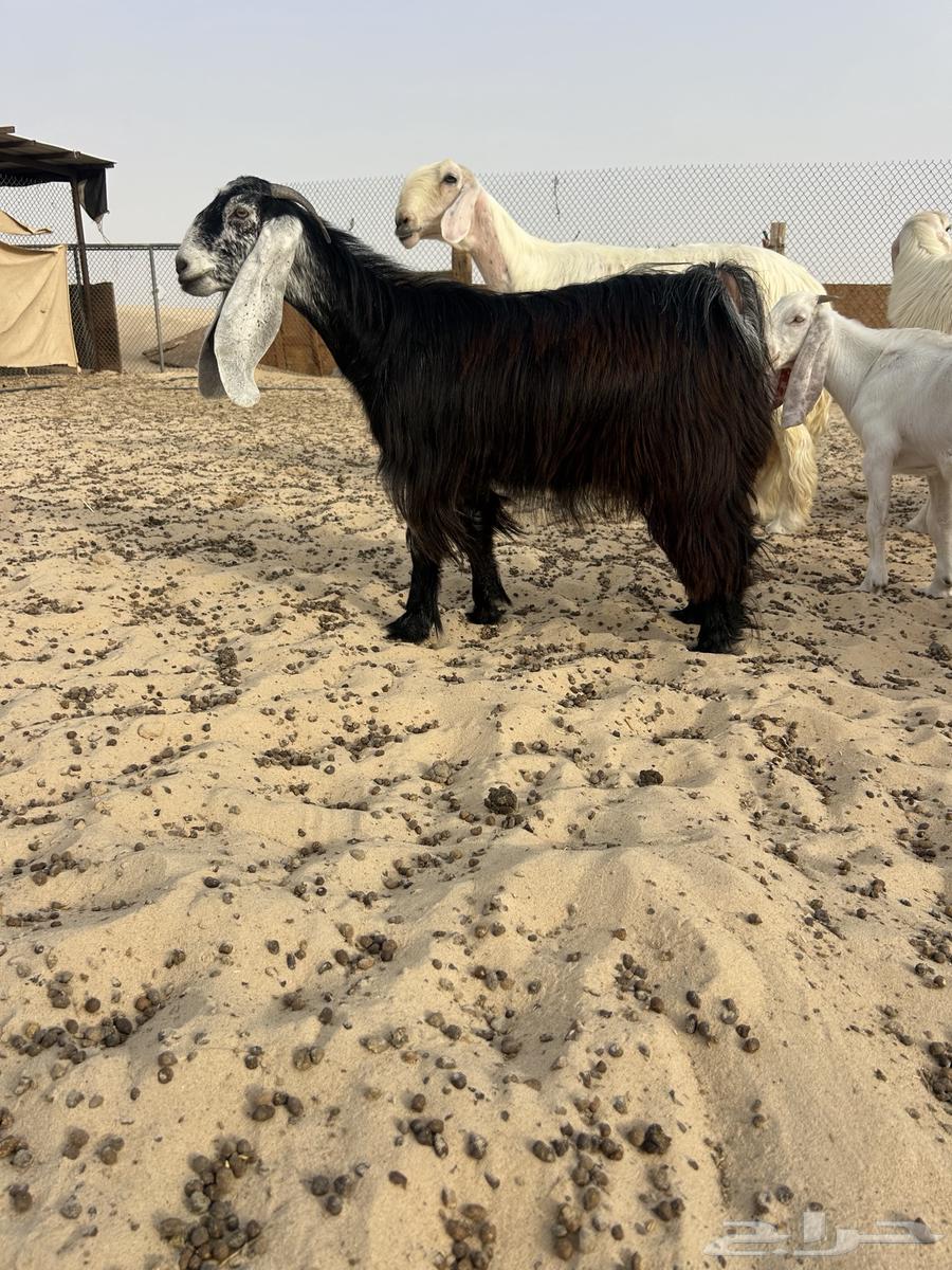 Discount Offer64261714354691112