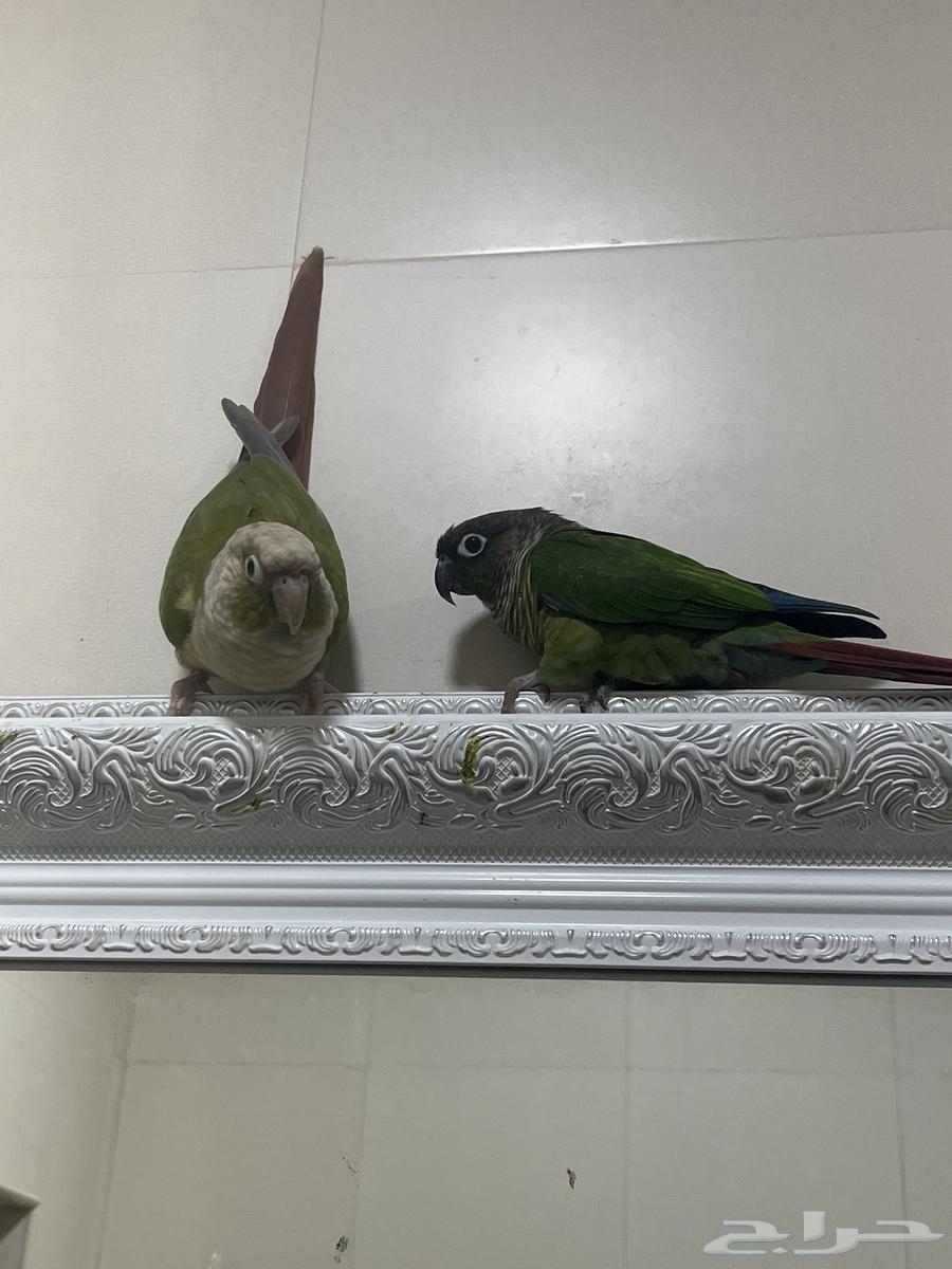 Junior saddle for sale64264980457729110