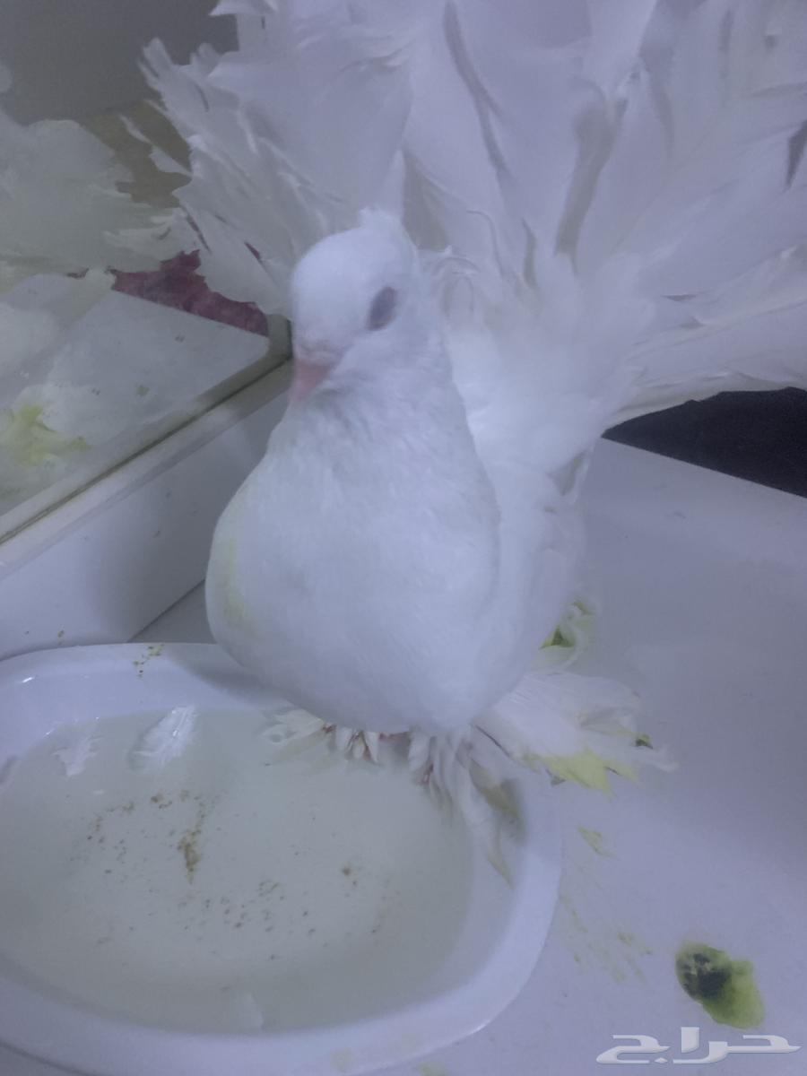 حمم بلجكي رقص64259822574722112