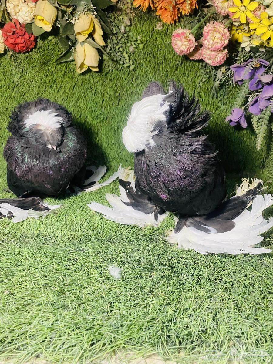 للبيع زوج بخاره اسود بولهد64265317721601114