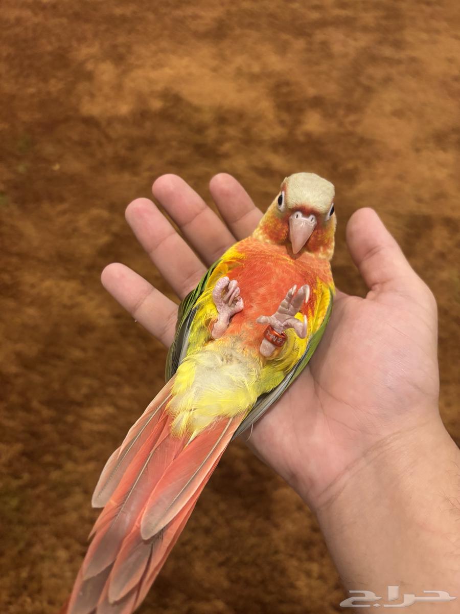 كنيور اليف مفطوم64226569999873114