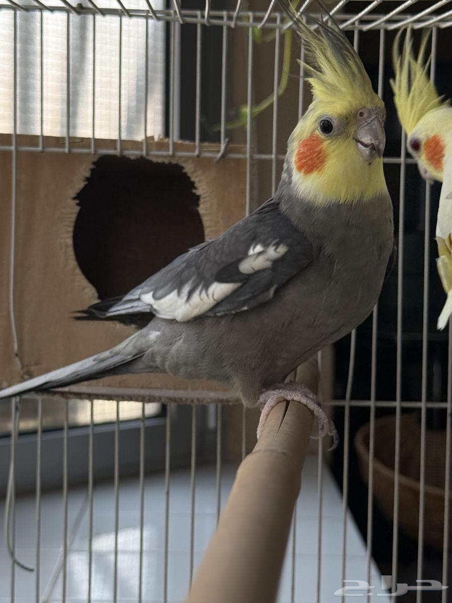 كروان ذكر للبيع64261346164483110