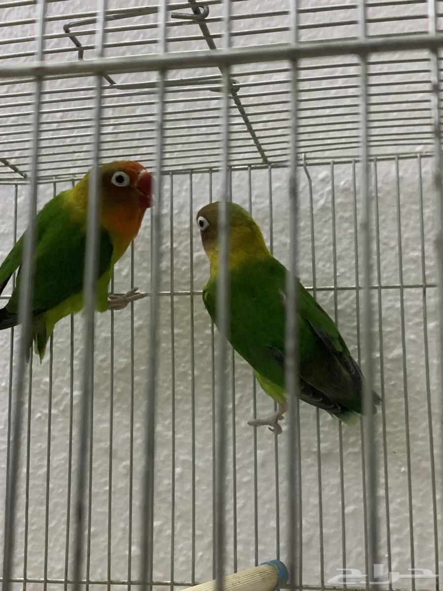 جوز فيشر منتج64260786807810112