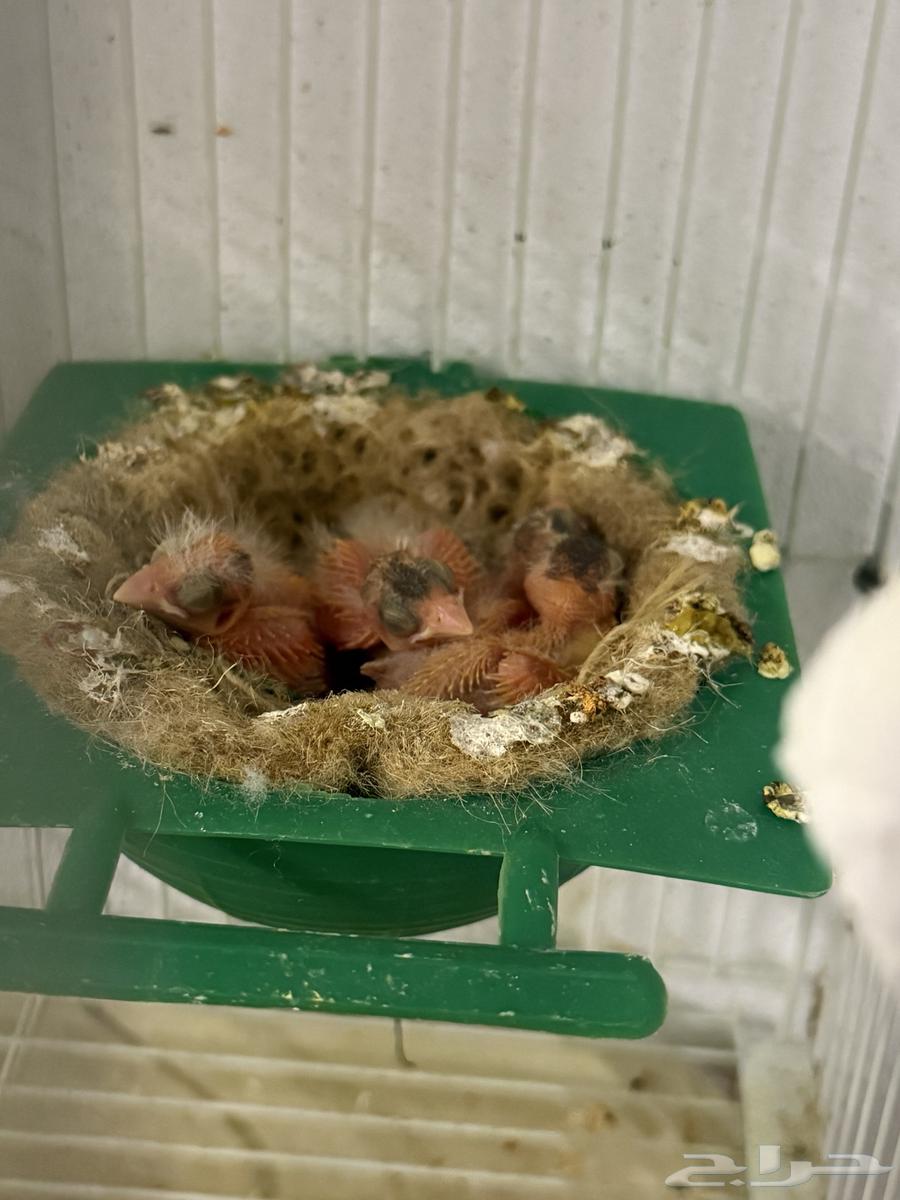 زوج كناري سوري64256760232706114