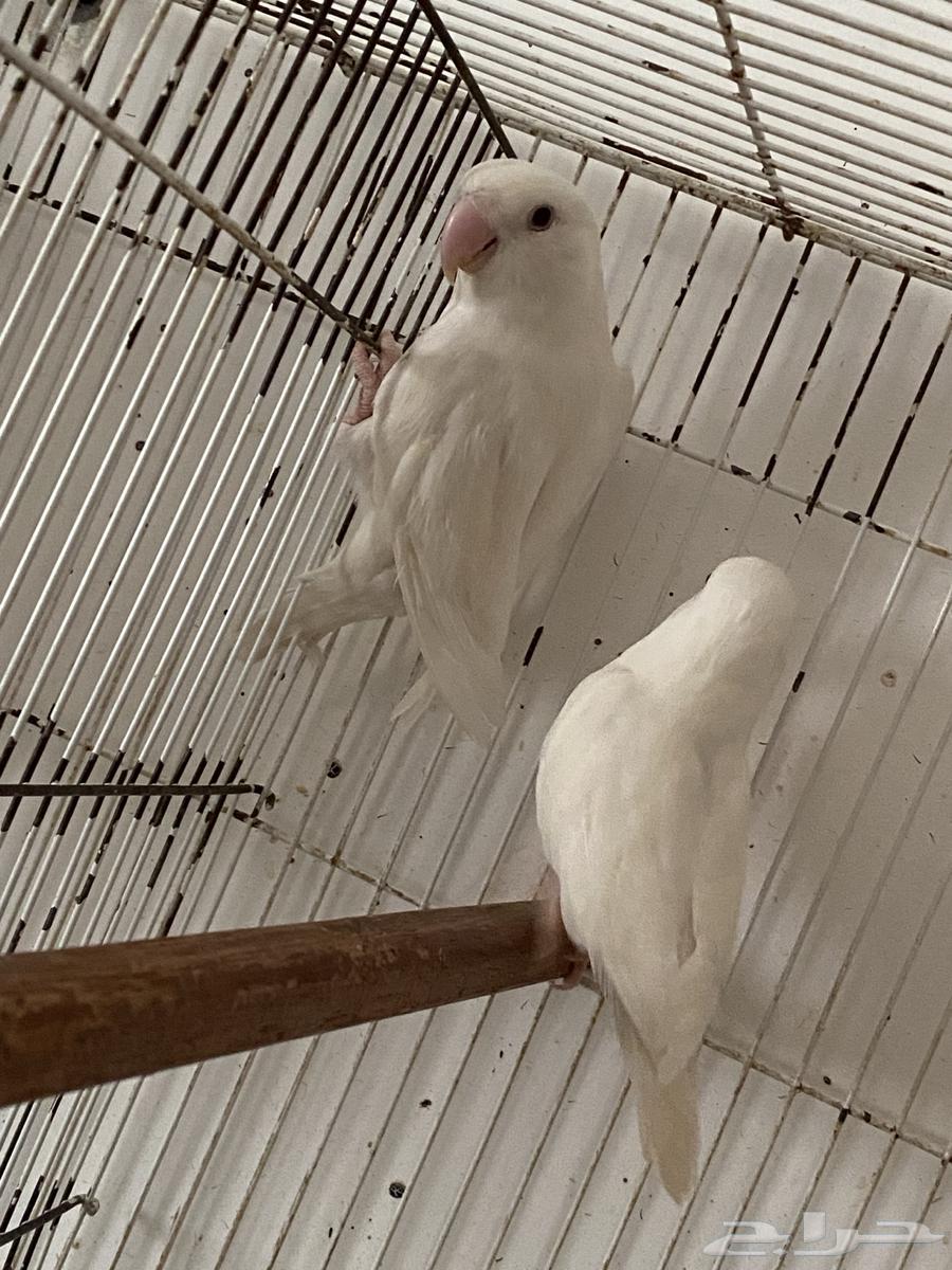 Al-Bayno Safi Rose Comb64262207750657111