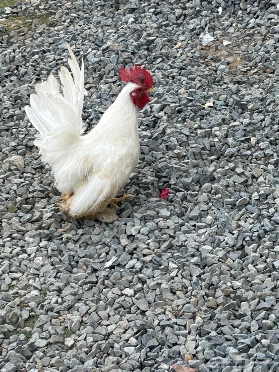 ديك جابنيز64274235867905111