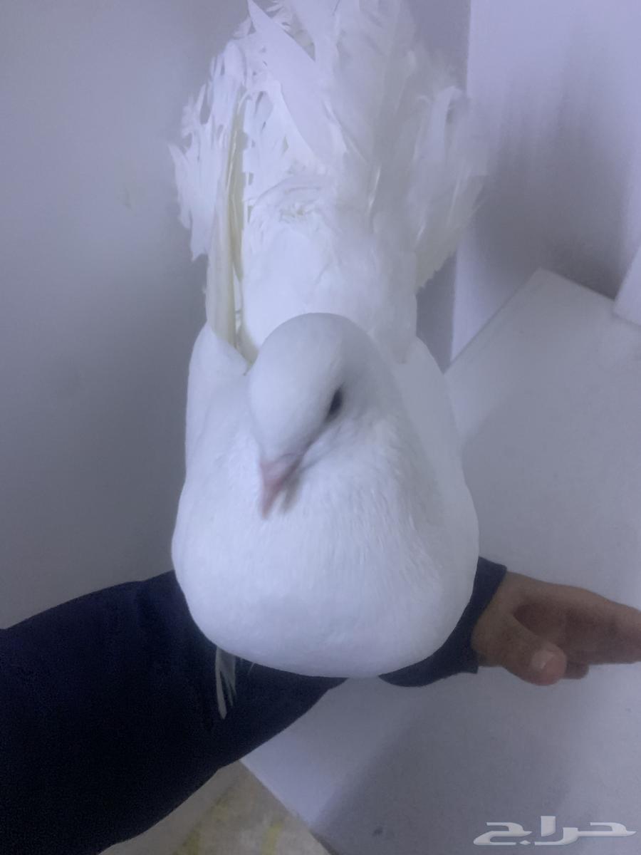 حمم بلجكي رقص64259822574722110